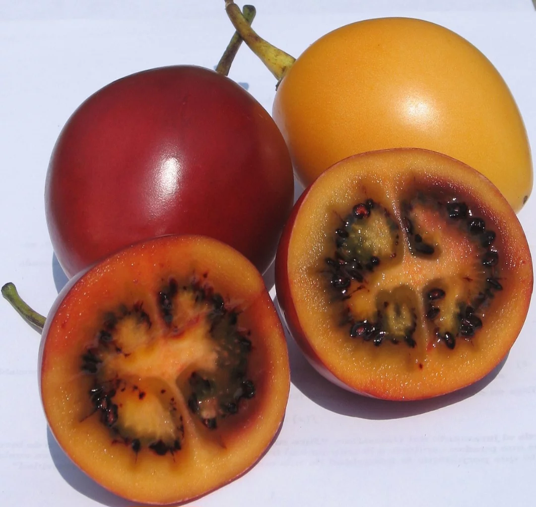 O tamarillo tem forma oval ou elíptica, com 4 a 10 cm de comprimento e 3 a 5 cm de diâmetro. A casca é lisa e fina, de cor laranja, vermelha e até roxa, dependendo da variedade. A polpa é suculenta, com sementes pequenas e comestíveis. O sabor é agridoce. 