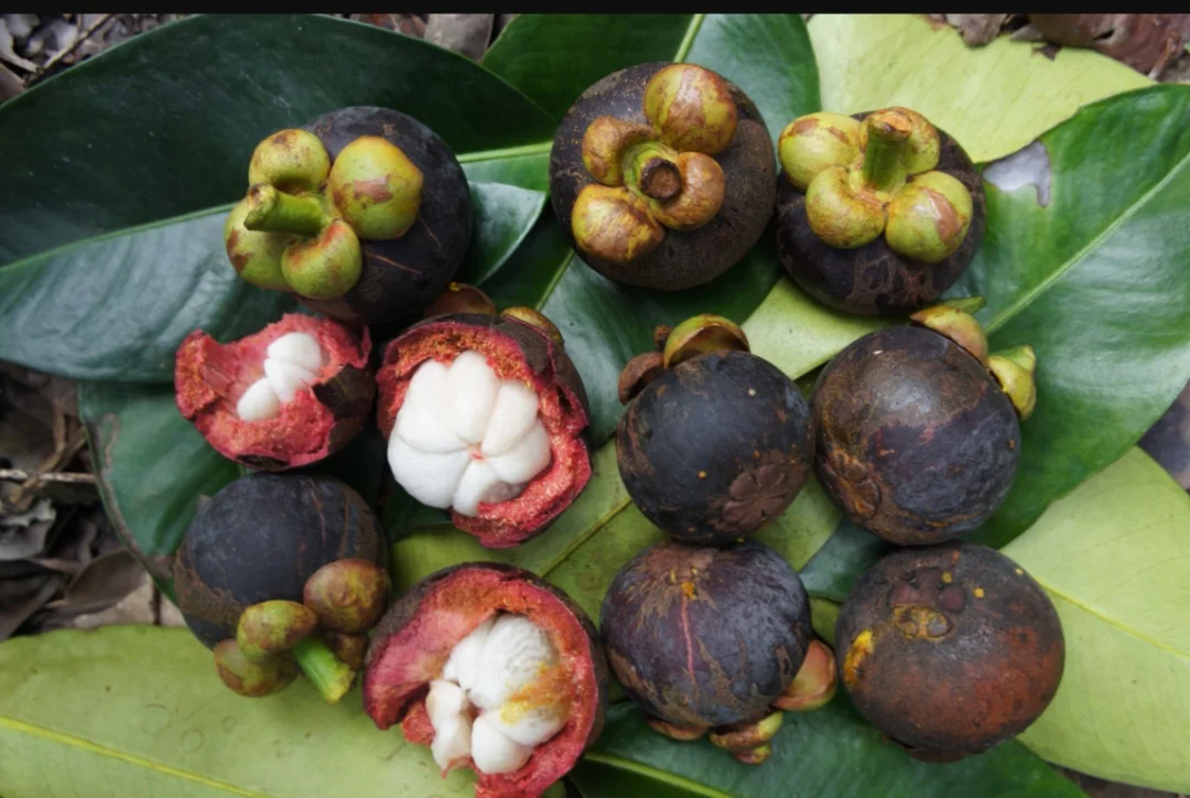 A fruta é arredondada com diâmetro de 4 a 7 cm. Tem casca espessa, de cor roxa escura, que se torna marrom-escura quando a fruta está madura. Seu sabor é doce e levemente ácido. A polpa tem textura macia e suculenta, com sabor delicado que combina notas de pêssego, abacaxi, morango e cítricos.