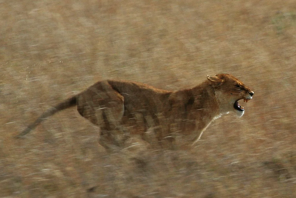 As fêmeas é que fazem a caça, enquanto os leões cuidam dos filhotes. Elas alcançam até 80 km/h na corrida. E saltam até 10 metros. 