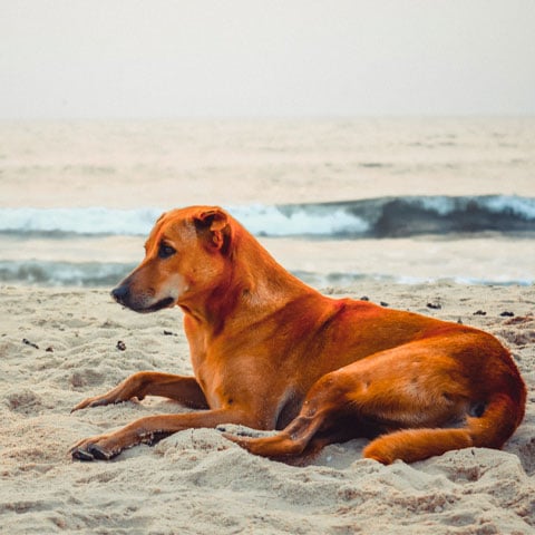 Dica importante: Não deixá-los muito tempo sozinhos - O ideal é que o pet não fique mais de oito horas sozinho.  Isso pode causar depressão e outros problemas comportamentais. O enriquecimento do ambiente, com brinquedos e acessórios, é ótima opção durante a ausência do tutor. 