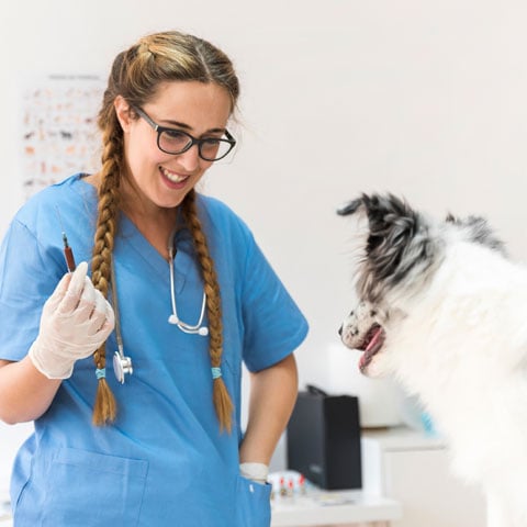 Dica importante: Calendário de vacinas - Seguir o calendário de vacinas à risca é essencial para evitar doenças, principalmente com filhotes, que são mais delicados O veterinário é que deve fazer a escala de vacinação.