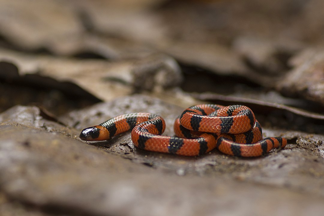 Já entre as cobras, a mais venenosa do Brasil é a Cobra-Coral Verdadeira. Ela atacou um menino de 6 anos, recentemente, em Santa Catarina. Sua toxina se espalha pelo sistema nervoso e o socorro tem que ser rápido, com soro antielapídico.