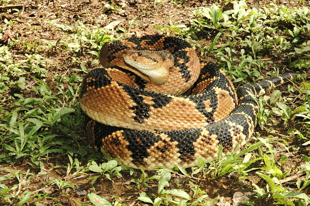  Surucucu pico-de-jaca - É a maior cobra venenosa da América: até 3m de comprimento. Tem manchas pretas em formato de losangos. A ponta da causa tem escamas e a extremidade que faz lembrar um espinho. Seu veneno causa hemorragias