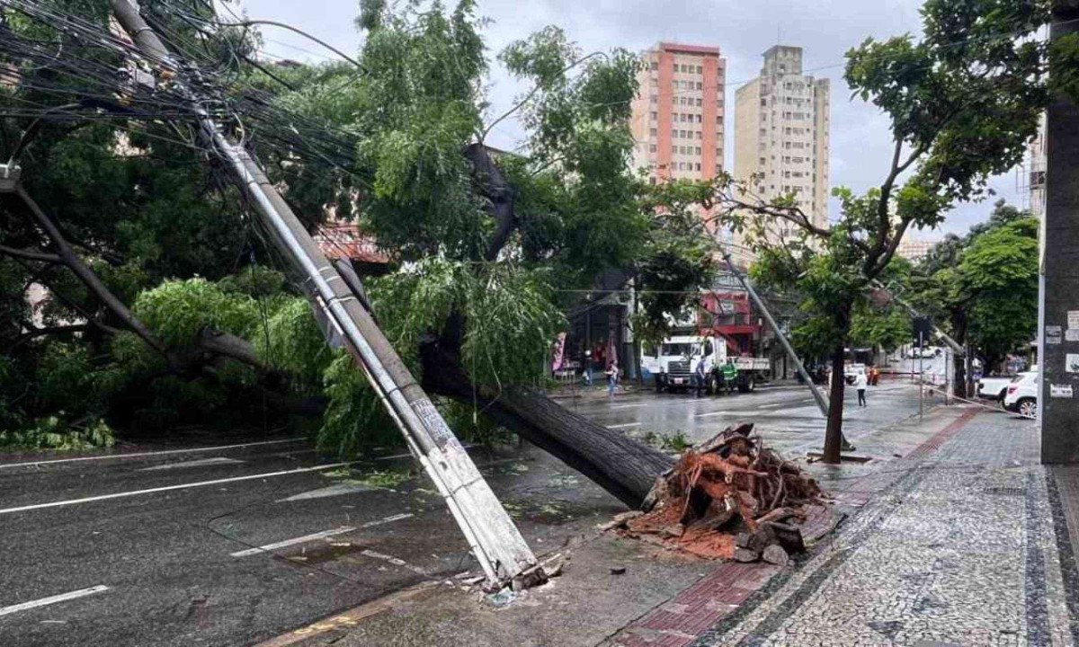 Árvore de grande porte cai no bairro Barro Preto, na Região Centro-Sul de BH, nesta sexta -  (crédito: Edésio Ferreira/EM/DA Press)