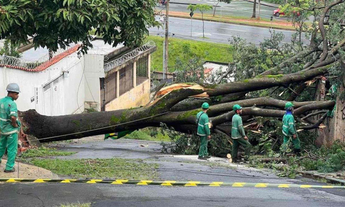 Bombeiros estão no local para fazer o corte e a retirada da árvore -  (crédito: Edesio Ferreira/EM/D.A Press)