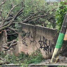 Bairro de BH fica 11 horas sem luz após queda de árvore - Edésio Ferreira/EM/D.A Press