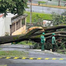 Veja fotos: árvore cai na Cachoeirinha e deixa moradores em luz - Edésio Ferreira/EM/D.A Press