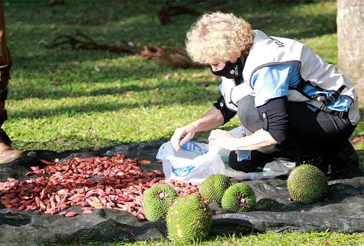 O pinhão contém luteína, um antioxidante importante que evita a degeneração macular pela idade e diminui os riscos de catarata, sendo benéfico para o cuidado com os olhos.