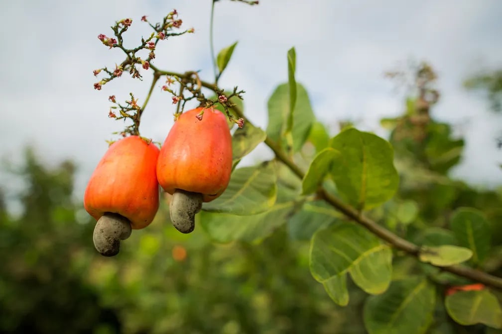 Além de tudo isso, o caju também um elemento cultural significativo no Brasil, visto que é profundamente ligado à cultura indígena. As comunidades nativas utilizavam o caju não apenas como alimento, mas também em rituais e tradições.