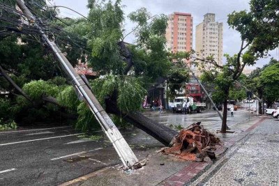 Árvore de grande porte cai no bairro Barro Preto, na Região Centro-Sul de BH, nesta sexta -  (crédito: Edésio Ferreira/EM/DA Press)