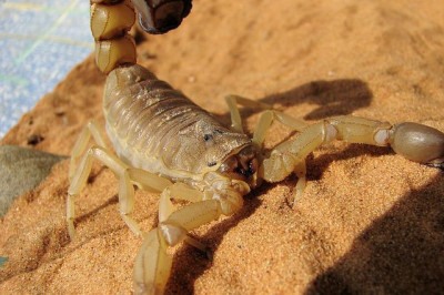 Algumas aranhas, cobras e escorpiões estão entre os animais mais peçonhentos do mundo e também ocupam esse espaço quando falamos de espécies que estão no Brasil. Descubra quais são as espécies mais perigosas, cujo veneno age rapidamente, dando poucas chances às vítimas: -  (crédito: janeb13 pixabay)