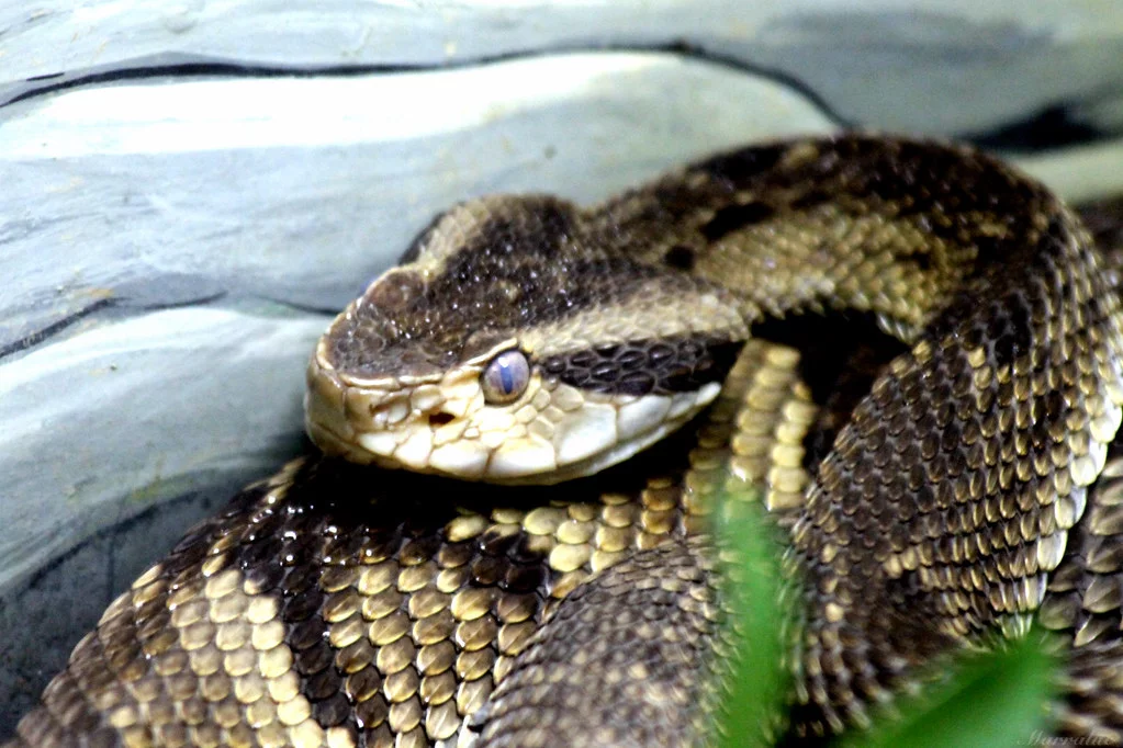 CaiÃ§ara -  Ã? considerada uma das cobras mais agressivas do Brasil. Seu bote Ã© rÃ¡pido e pode alcanÃ§ar as partes superiores do corpo da vÃ­tima. Seu veneno pode destruir fibras musculares e tecidos da pessoa picada.