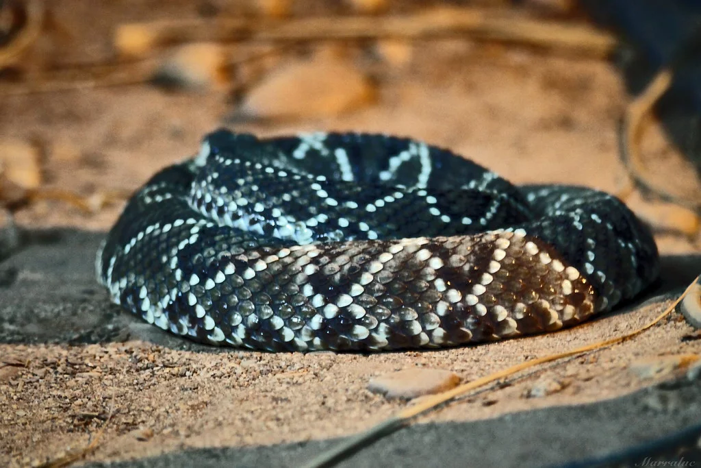 Cascavel -  Possui um chocalho na cauda e o número de anéis no guizo revela a quantidade de trocas de pele da cobra. Seu veneno afeta o sistema circulatório.