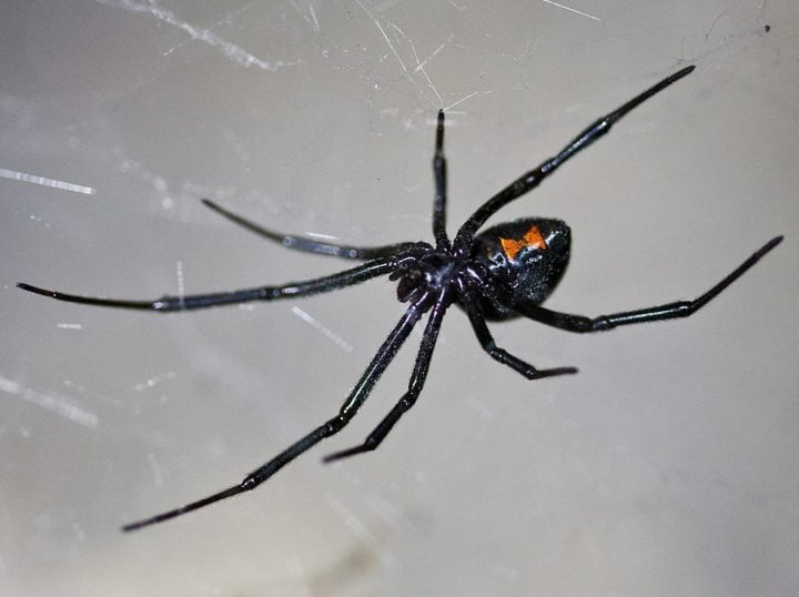 Viúva-negra - Tem esse nome porque a fêmea mata o macho após a cópula. Cerca de 75% das picadas injetam pouco veneno, causando apenas dor. Mas, em casos mais graves, há risco de taquicardia, hipertensão, impotência sexual, náusea e problema urinário.