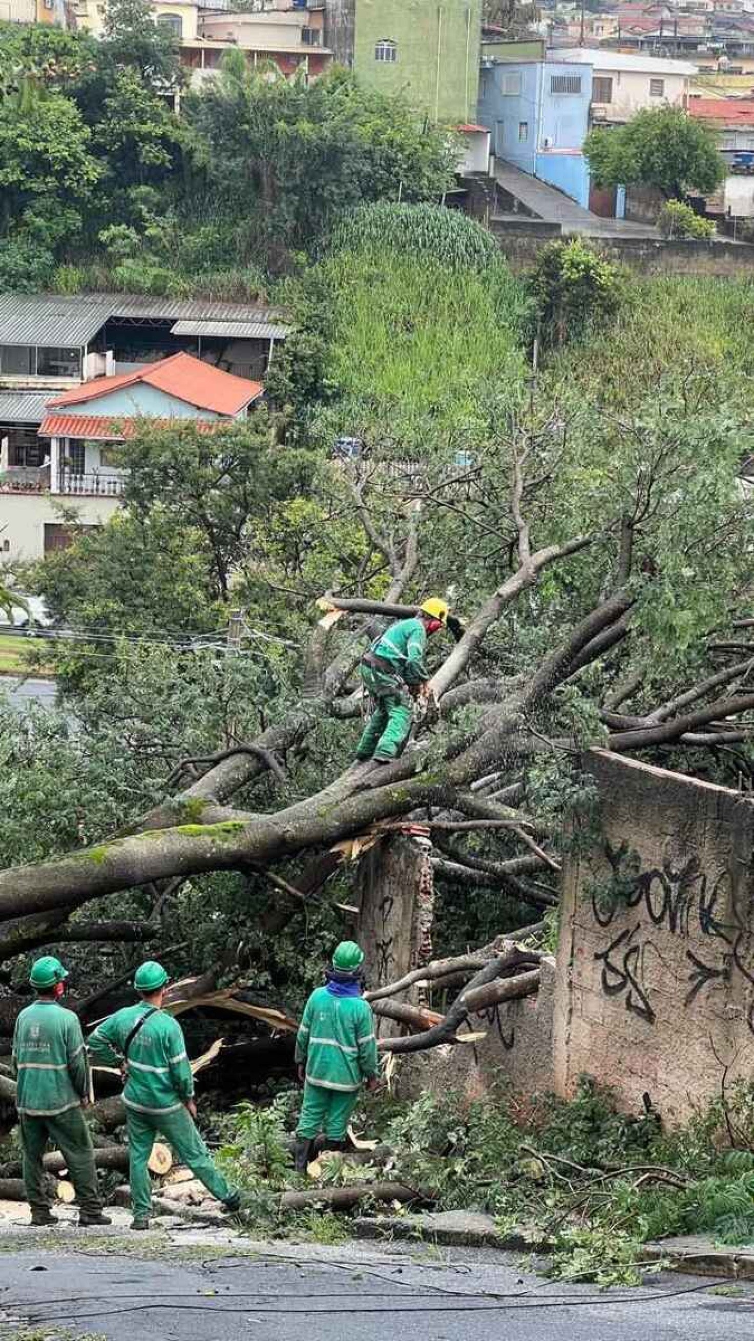 O Corpo de Bombeiros foi acionado para fazer o corte e a retirada da árvore da rua