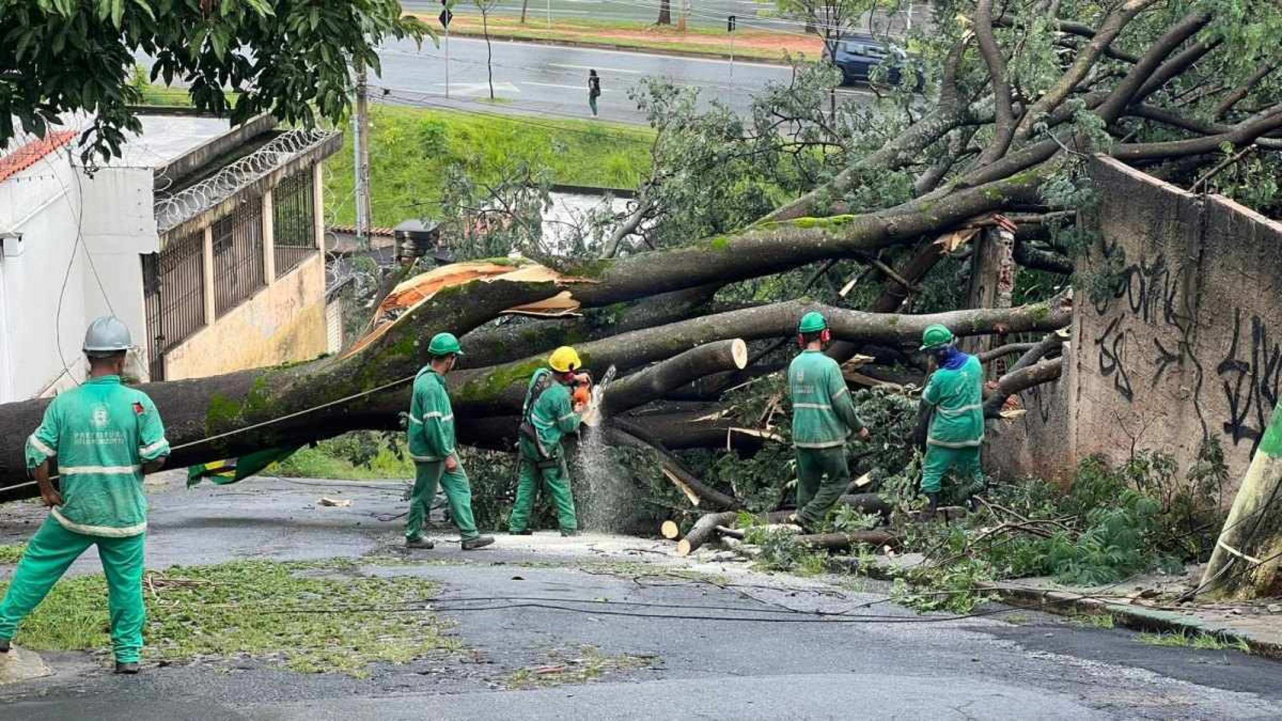 Uma árvore de grande porte caiu e deixou 273 casas sem luz no Bairro Cachoeirinha,