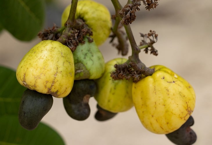 Esses locais aproveitam as condições climáticas favoráveis para o cultivo do cajueiro.