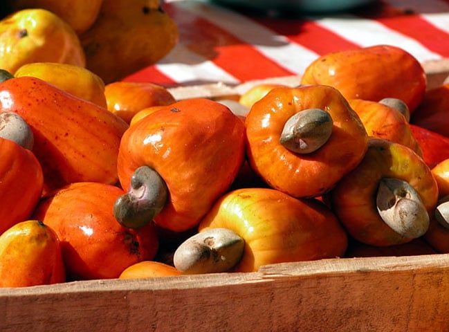 O caju é um tesouro brasileiro que combina riqueza nutricional, valor econômico e importância cultural, aparecendo em músicas, festivais e festas populares.