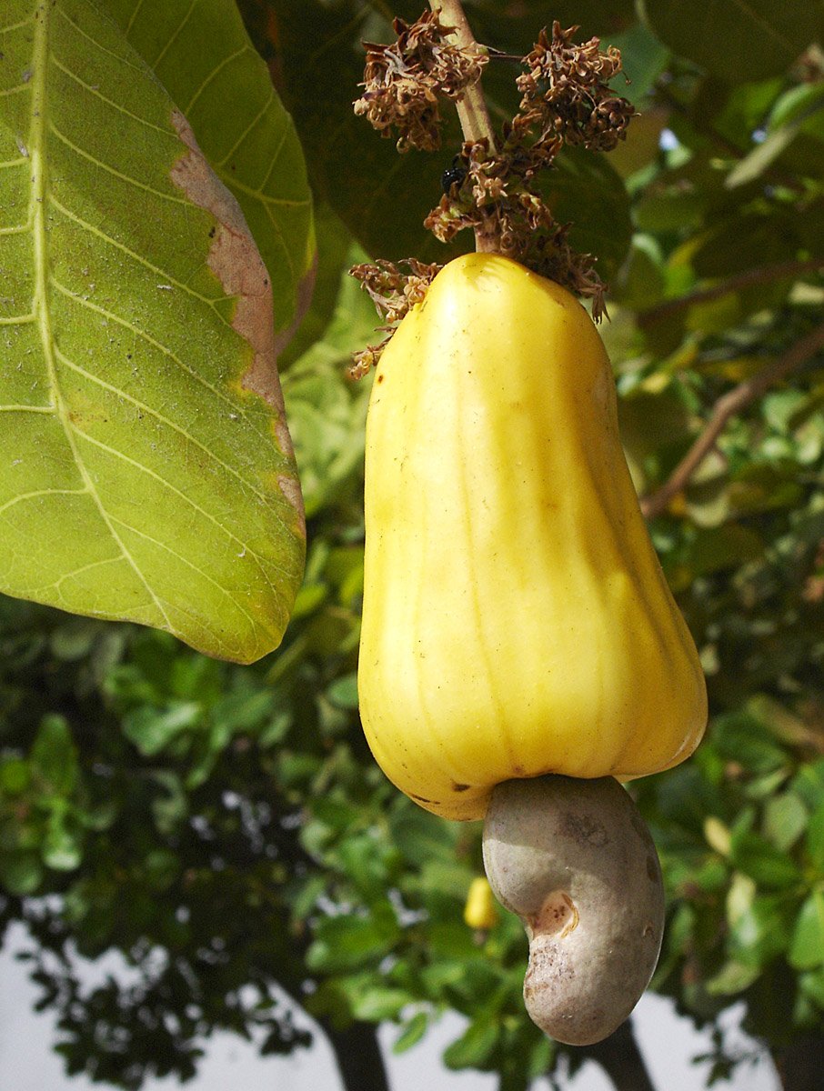 Nutricionalmente, o caju é uma fruta poderosa, rica em vitamina C, antioxidantes e minerais essenciais, que fortalece o sistema imunológico e ajuda na prevenção de doenças.