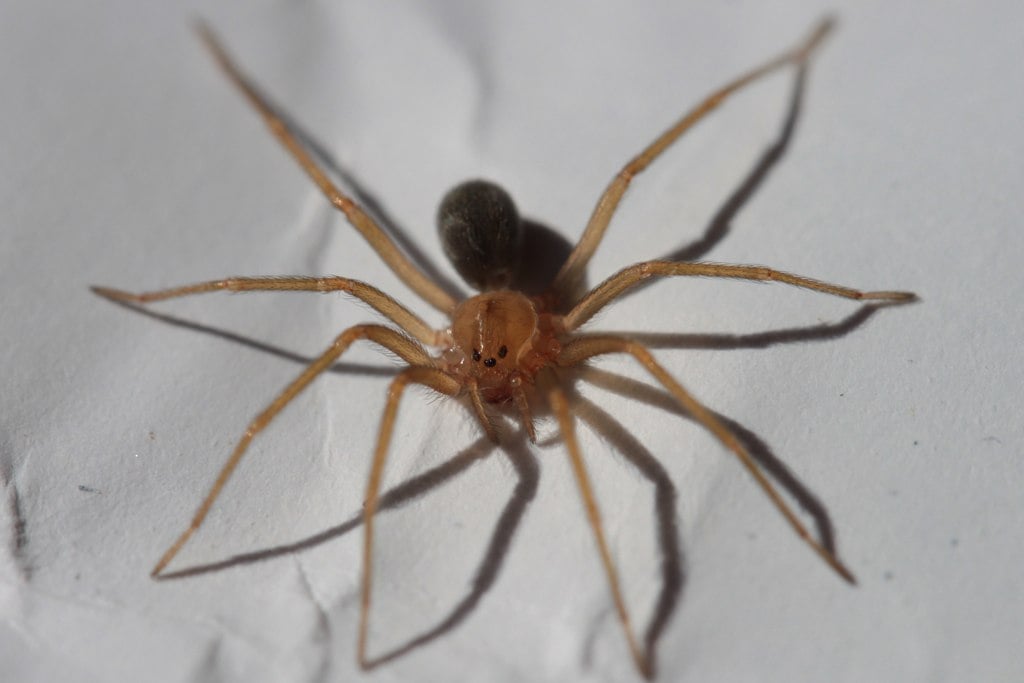 Aranha-marrom - É pequena, com 4 cm, e fica escondida em cascas de árvores e folhas secas. Sua picada provoca necrose. A pessoa tem febre, inchaço e pode sofrer problemas graves nos rins. 