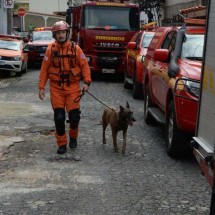 Cães farejadores auxiliam buscas por vítimas em casa que desabou em BH