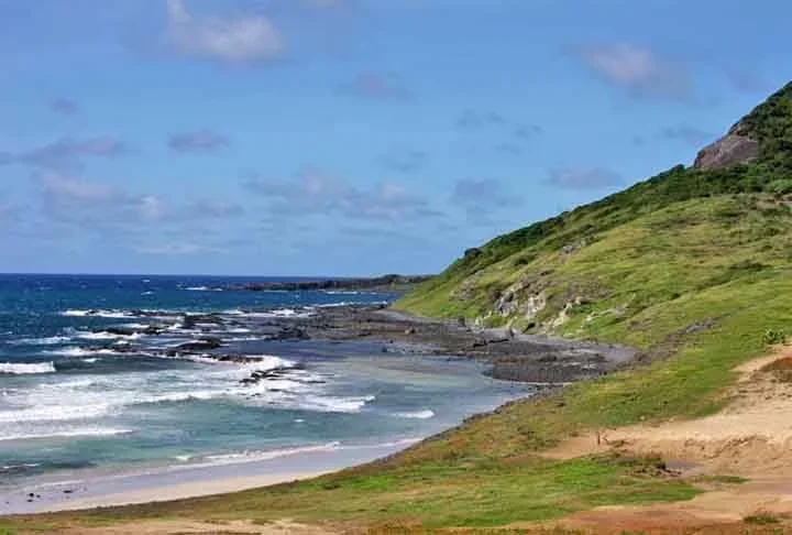 De acordo com Barbara Vilarins, pesquisadora da UFRJ e uma das autoras do estudo, os animais medem cerca de 16 centímetros e vivem de 200 a 400 metros de profundidade. 