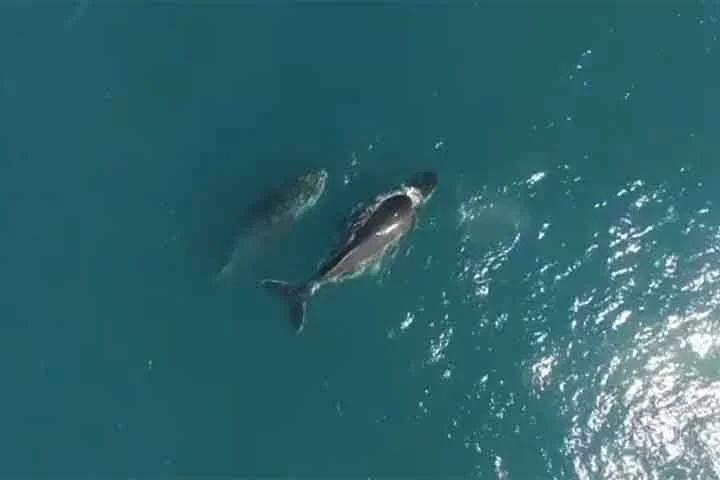 “Essa é uma área muito rica, cerca de 70% das espécies de baleias e golfinhos do mar brasileiro são encontrados aqui”, explicou José Olímpio, biólogo coordenador-geral do PMC-BS, ao Jornal Nacional, da TV Globo.