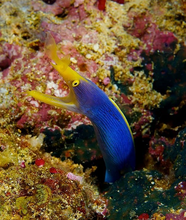 Moreia-fita - Vive em tocas feitas de areia ou corais e se alimenta de peixes e crustáceos. Pode mudar de sexo várias vezes - de macho para fêmea e vice-versa - ao longo da vida. 