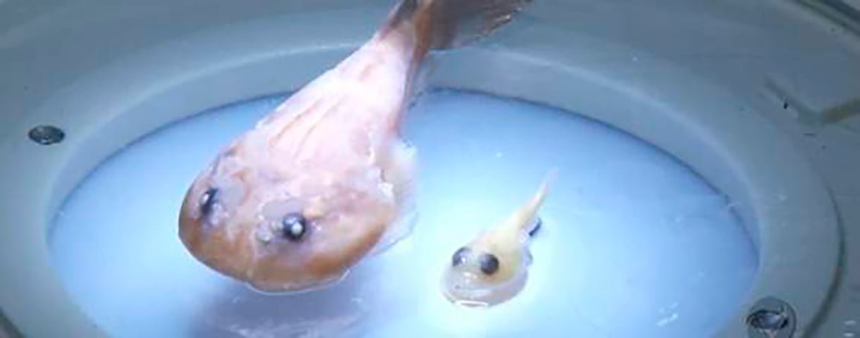 Pesquisadores do Espírito Santo descobriram uma uma nova espécie do chamado peixe-ventosa. Ele tem apenas 2 cm, muito menor do que o peixe desse tipo que já era conhecido. O FLIPAR mostrou e republica para quem não viu.