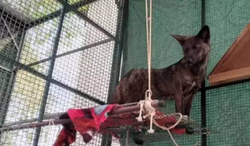 Inicialmente, o mamífero foi confundido com um vira-lata, mas os estudiosos perceberam que tratava-se de uma 