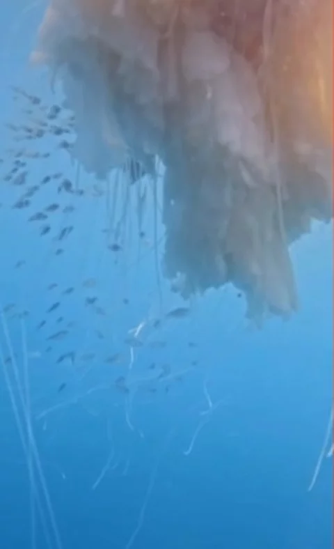 Nas imagens do vídeo é possível ver muitos peixes pequeninos ao redor da água-viva. O G1 ouviu o professor Alberto Lindner, da UFSC, e ele disse que essa espécie - Drymonema Gorgo - é a maior do Brasil e raramente avistada. Desde 1857, quando foi vista pela primeira vez, foram somente 63 registros dessa espécie. 