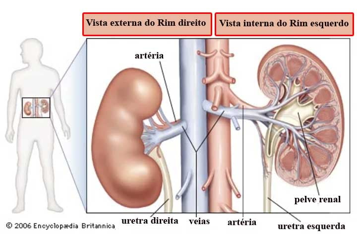 Diante disso, as equipes médicas encontram pacientes com alterações sanguíneas e renais e não tem ideia de que esses sintomas possam estar relacionados à SHUa.