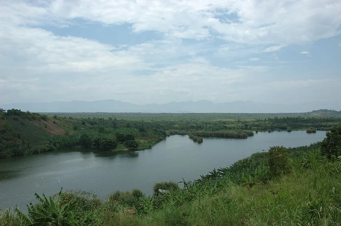 Áreas como os Parques Nacionais de Virunga (Congo) e Bwindi (Uganda) são protegidas. Ecoturismo sustentável ajuda a financiar programas de vigilância contra caçadores e tratamento médico para gorilas feridos.
