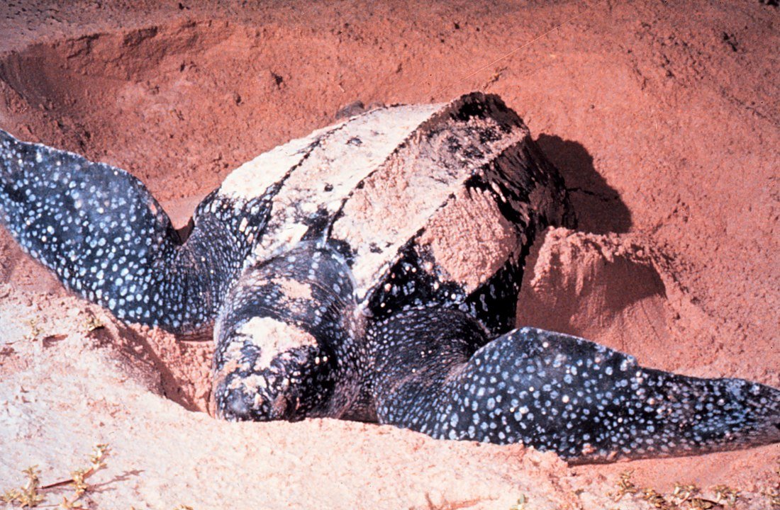 A tartaruga-de-couro (Dermochelys coriacea) Ã© uma espÃ©cie marinha que vive em oceanos tropicais e subtropicais. EstÃ¡ em risco por causa da captura acidental em redes de pesca, poluiÃ§Ã£o plÃ¡stica e destruiÃ§Ã£o de praias de desova.