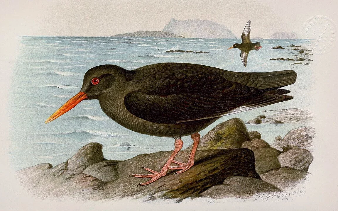 A outra espécie que foi extinta era o ostraceiro-das-canárias, desaparecido por volta de 1940. Ele tem esse nome porque habitava as Ilhas Canárias. 