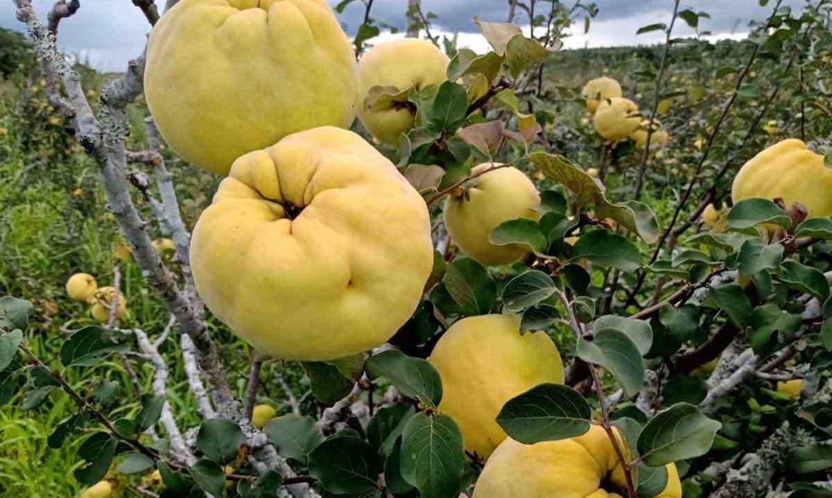 Com período de colheita em torno de três meses, o marmelo tem a menor área plantada entre as culturas contabilizadas no país -  (crédito: Anísio Gomes/Divulgação)