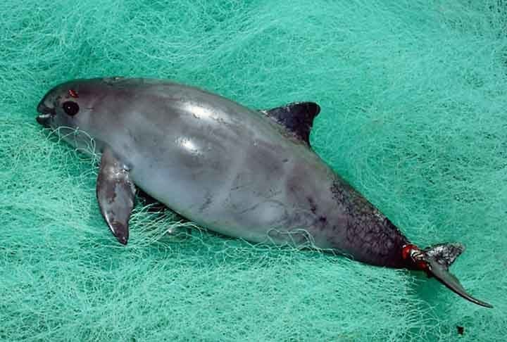 A vaquita (Phocoena sinus) é um pequeno cetáceo encontrado no Golfo da Califórnia, no México. Vive em águas costeiras rasas. Sua população foi drasticamente reduzida devido à captura acidental em redes de pesca ilegais usadas para capturar outra espécie, o peixe totoaba.