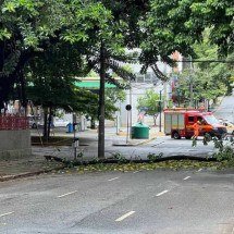 Galho de árvore cai na Avenida Getúlio Vargas e interdita trânsito - Edesio Ferreira/EM/D.A Press
