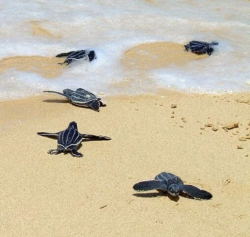 Muitas praias de desova ao redor do mundo foram transformadas em Ã¡reas protegidas, onde ovos sÃ£o monitorados e protegidos contra predadores e humanos. Redes de pesca mais seguras estÃ£o sendo implementadas.
