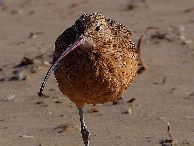 O maçarico-de-bico-fino é a terceira espécie da região paleártica ocidental a ser declarada extinta desde o início dos monitoramentos naturalistas em 1500.  Essa área inclui a Europa, Norte de África, grande parte da Arábia e a Ásia a norte do Himalaia. 

