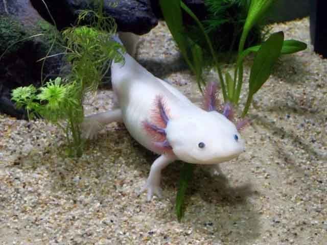 O axolote (Ambystoma mexicanum) é uma salamandra que habita os lagos e canais da Cidade do México. Está criticamente ameaçado devido à poluição dos corpos d'água e à introdução de espécies invasoras, como peixes que predam seus ovos.
