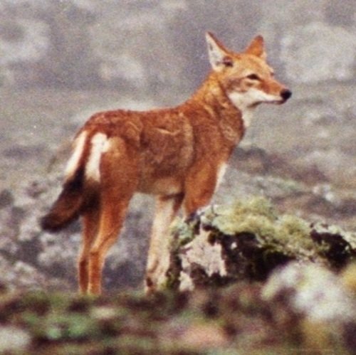 O lobo-etÃ­ope (Canis simensis) Ã© encontrado nos planaltos e prados de altitude da EtiÃ³pia. EstÃ¡ ameaÃ§ado pela perda de habitat, competiÃ§Ã£o com animais domÃ©sticos e doenÃ§as transmitidas por cÃ£es.