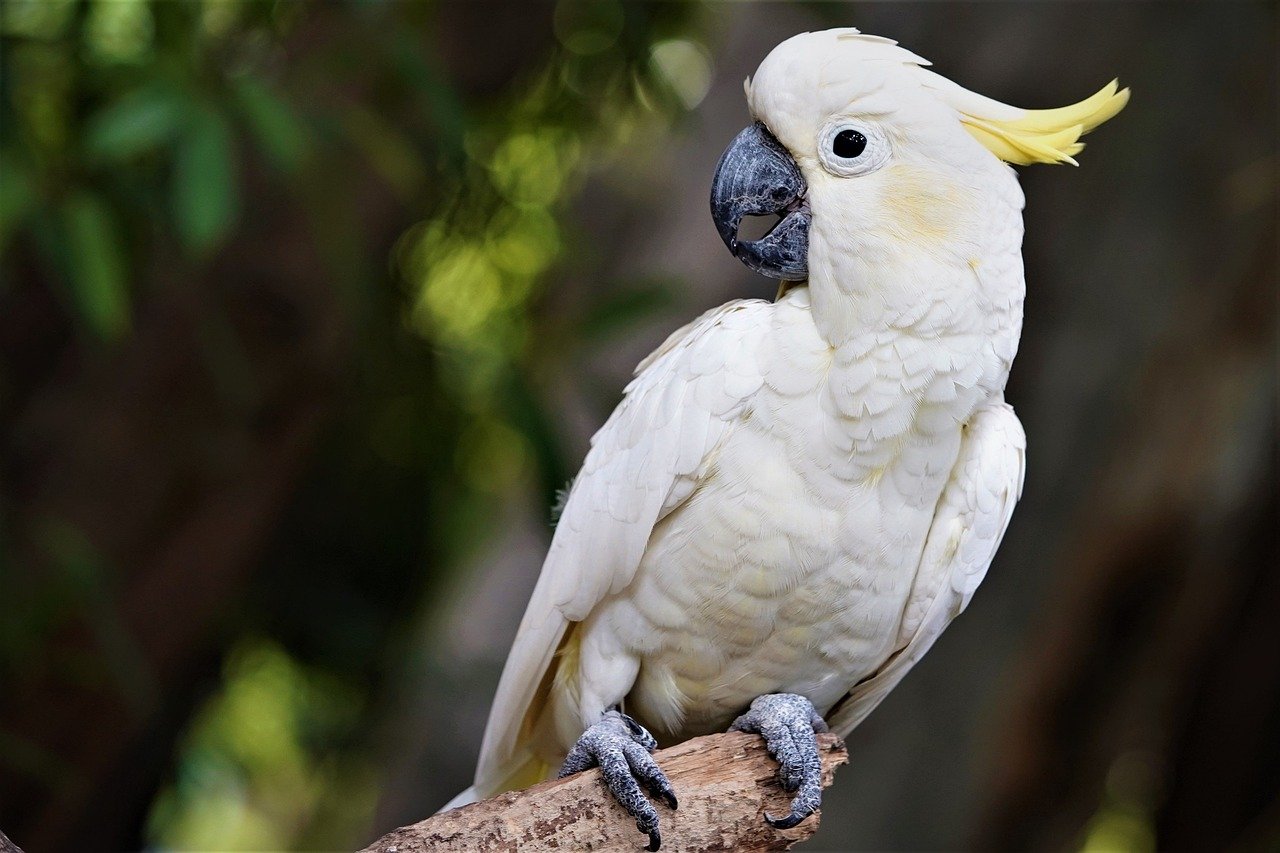 Programas de reprodução em cativeiro e leis contra o tráfico de aves exóticas são aplicados na Indonésia. Reservas naturais foram criadas para proteger seu habitat.

