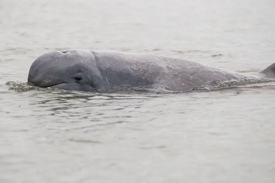 O golfinho-de-irrawaddy (Orcaella brevirostris) vive em rios, lagos e costas marinhas do sudeste da Ãsia. EstÃ¡ ameaÃ§ado pela captura acidental em redes de pesca, perda de habitat e poluiÃ§Ã£o dos rios.