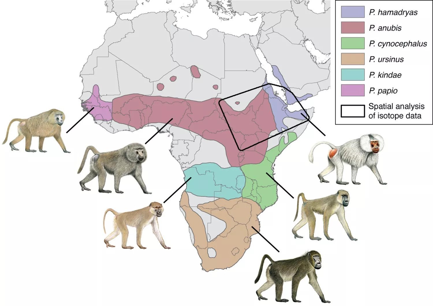 Em 2020, um primatólogo usou moléculas dos dentes de um babuíno mumificado para descobrir sua dieta no início da vida. Algo que indica as regiões atuais da Somália, Eritreia e Etiópia, e os babuínos da análise vieram do Império Novo, entre 1550 a.C a 1070 a.C., sendo a primeira pista de Punte.