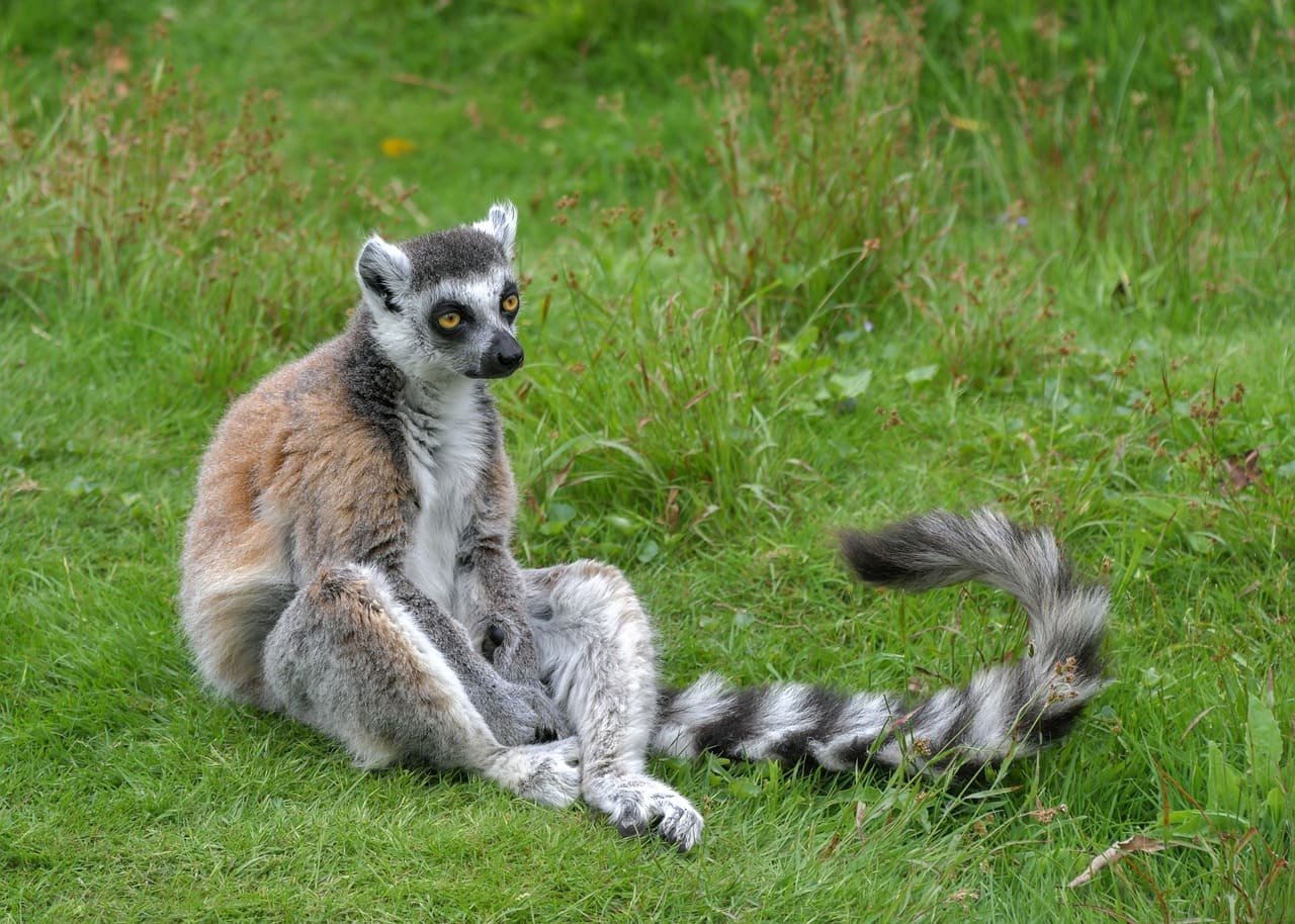 Projetos de conservação em Madagascar, como a restauração de florestas e o apoio a ecoturismo sustentável, ajudam a proteger o habitat dos lêmures. Programas de reprodução em cativeiro também estão em andamento.

