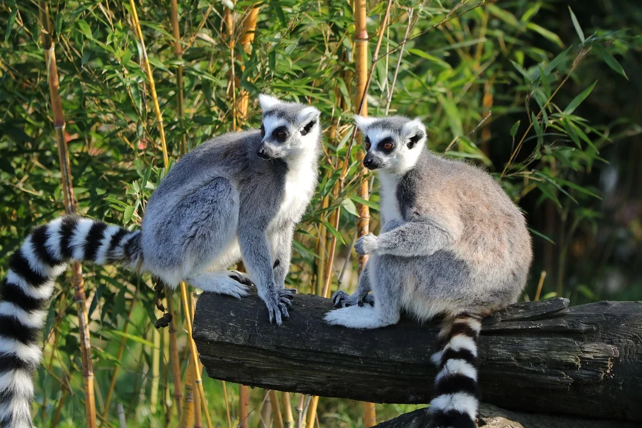 O lêmure-de-cauda-anelada (Lemur catta) é nativo de Madagascar, onde habita florestas secas e áreas fluviais. Está ameaçado pelo desmatamento e pela caça para consumo e comércio ilegal como animal de estimação.