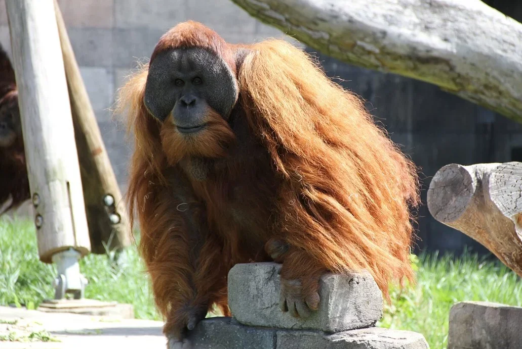 O orangotango-de-sumatra (Pongo abelii) vive nas florestas tropicais da ilha de Sumatra, Indonésia. É criticamente ameaçado pelo desmatamento para plantação de óleo de palma, caça e tráfico de animais.
