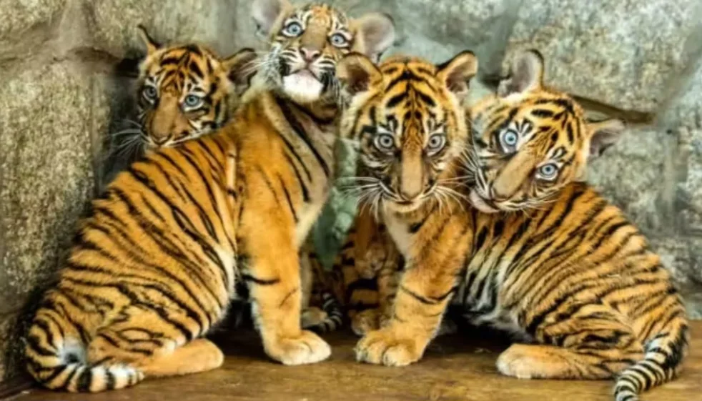 Organizações como o WWF promovem a criação de áreas protegidas em Sumatra, além de combater o comércio ilegal e monitorar as populações com câmeras de vigilância. Também há esforços para reduzir o desmatamento.
