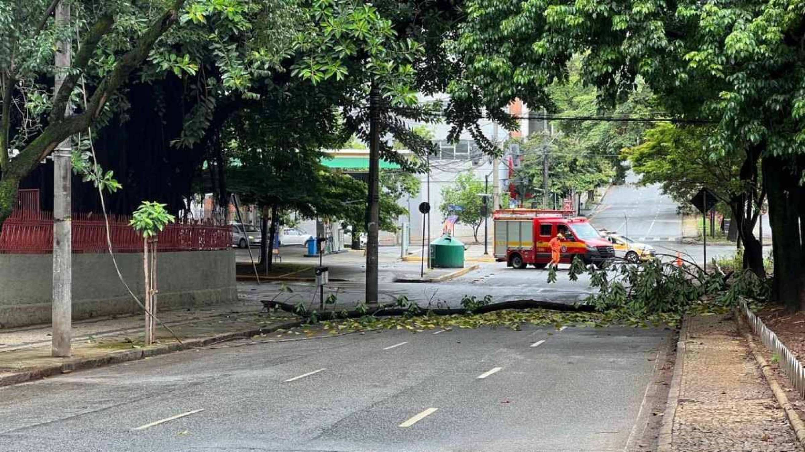 Galho de árvore cai na Avenida Getúlio Vargas e interdita trânsito